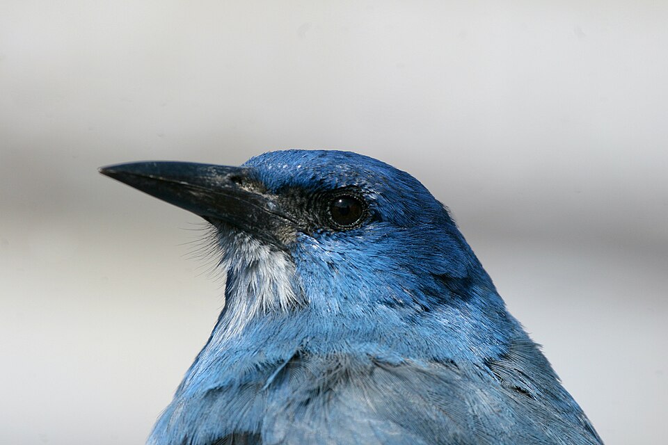 Sojka modrá (Gymnorhinus cyanocephalus)